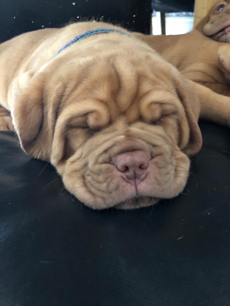 dogue de bordeaux for sale gumtree